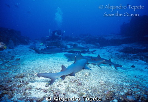 Sharks and Photographer, Isla de Coco Costa Rica by Alejandro Topete 